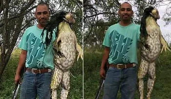 Cazador exhibió una rana toro gigante y se abrieron los interrogantes: ¿Puede ser real?