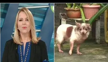 Nuria Piera denuncia red de falsos veterinarios