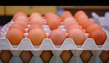 Nilda Bastos: Cuídate y conoce síntomas de la salmonelosis (VIDEO DEL TEMA)