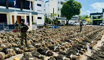Dirección Nacional de Control de Drogas desmantela siembra de más de 15 mil plantas de marihuana