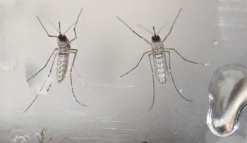EE.UU. confirma otros dos contagios de zika por transmisión sexual
