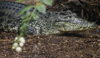 Hombre fallece en México tras ser atacado por cocodrilo