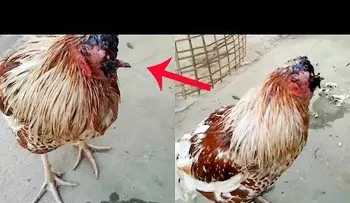 No puede ser: Una gallina lleva más de una semana viva sin cabeza (VIDEO)