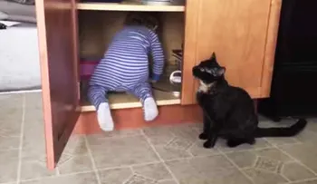 Un gato negro encierra bebé en un armario, siendo captado en cámara (Video)