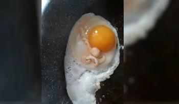 Rompe un huevo y se encuentra con desagradable sorpresa