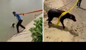 Un indio usa su turbante para salvar a un perro y se convierte en un héroe (VIDEO)