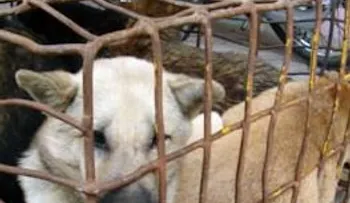 Cientos de animales son maltratados: Cómo denunciar el maltrato animal