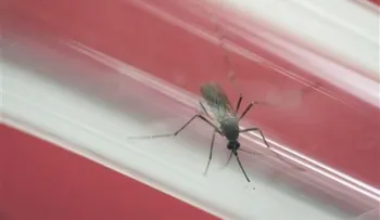 OMS estudiará riesgo del zika en Río 2016