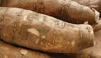 Lo que debes saber sobre la yuca amarga