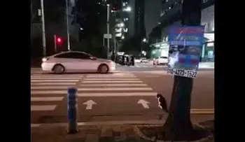 Un gato da ejemplo de civismo que algunas personas no tienen; espera el semáforo verde para cruzar