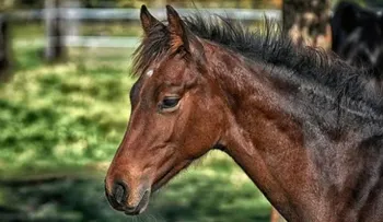 Noticia insólita: Un caballo irrumpe en funeral de su amo para despedirlo