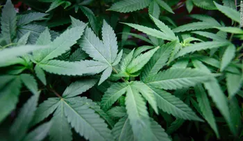 Marihuana: ¿sí o no?