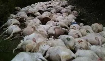 Rayo mata 114 ovejas, 12 vacas en Andes de Bolivia