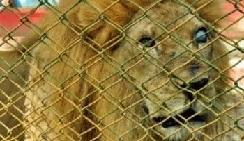 Medio Ambiente ordena cierre de zoológico en Moca por malas condiciones
