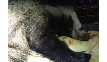 Borracha en la playa encuentran a una tejón