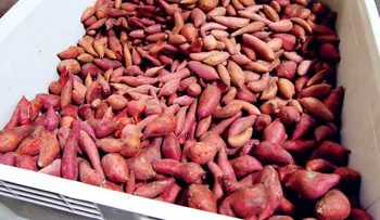 11 estrambóticos remedios que funcionan: pasas para la artritis; apio para mal aliento; limones para dolor de oídos...