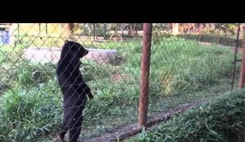 Un extraño oso que camina como un hombre enciende las redes (VIDEO)