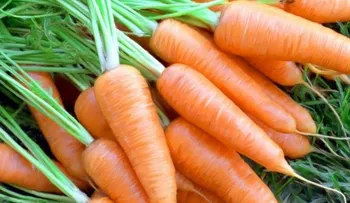 Conoce los beneficios de la zanahoria: Con tantas virtudes, no querrás que falte en tu dieta