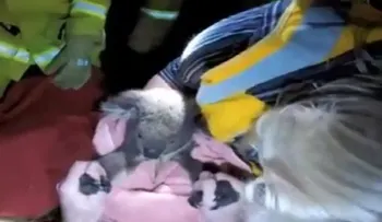 Video: Reviven a un koala al darle respiración boca a boca