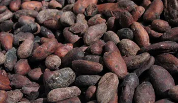 Los flavanoles contenido en granos del cacao mejoran memoria en mayores