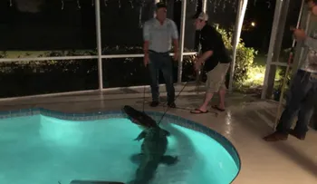 Un cocodrilo de 3 metros aterroriza a una familia al nadar en la piscina 