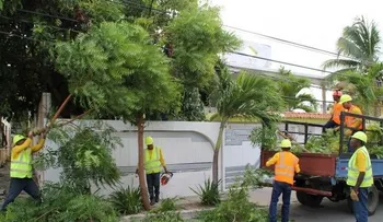 Ayuntamiento poda árboles en el DN por entrada en vigencia de temporada ciclónica