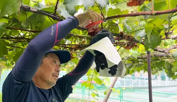 Guerra encubierta por semillas de frutas de lujo en Asia: el caso de la 'Beni Princess'