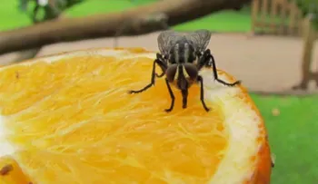 Cuando una mosca se pose en tu comida tírala de inmediato; es los más repugnante que puede existir 