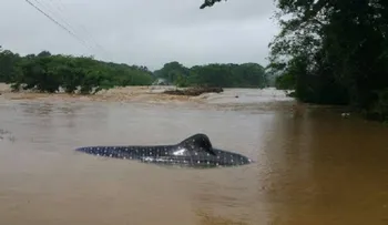 Un pez gigante causa revuelo en las aguas del Río Ozama en Monte Plata