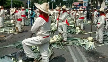 251 jimadores de agave establecen récord Guinness en Guadalajara