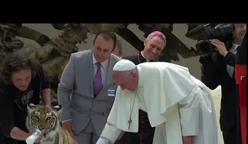 El papa Francisco le da ´´un susto de muerte´´, tras acariciar un cachorro de tigre (VIDEO)