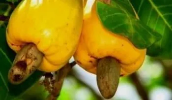 Beneficios y propiedades Caujil para la piel y el cabello: Ayuda a regular el colesterol