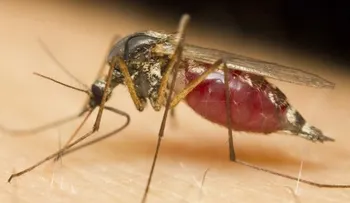 Dengue: Estos son los síntomas y medidas de prevención