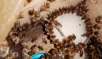Mujeres mayas de Yucatán lideran la preservación de la abeja melipona