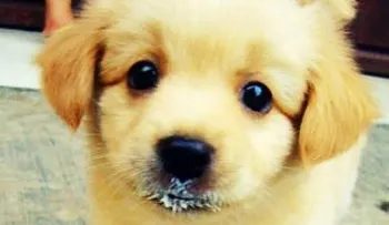 5 alimentos que pueden llegar a matar a tu perro