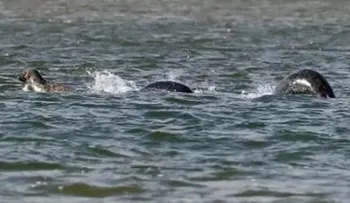 La fotografía que podría mostrar por primera vez al misterioso Monstruo del lago Ness