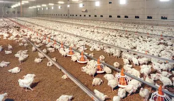 Estudios advierten el pollo industrial es una amenaza para la existencia humana