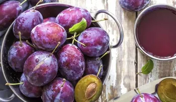 El consumo de cinco ciruelas: Mejora salud de huesos, ojos, la memoria y protege el corazón