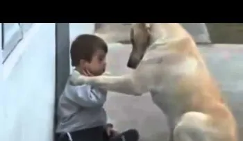 Perro cuida al niño (Video)