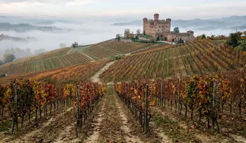 Subasta récord: USD 430.000 por 500 litros de Barolo que saldrá al mercado en 2029
