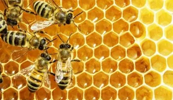 La miel fresca de abeja podría ser más efectiva que los antibióticos 