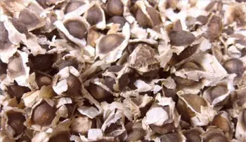 Semillas de moringa sirven para convertir el agua sucia en potable