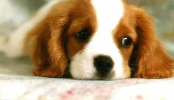10 cosas más comunes que intoxican a tu perro