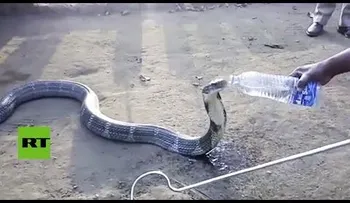 Una enorme cobra bebe mansamente de una botella de agua (VIDEO)