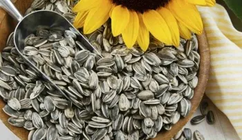 Bondades que desconocías de las semillas de girasol 