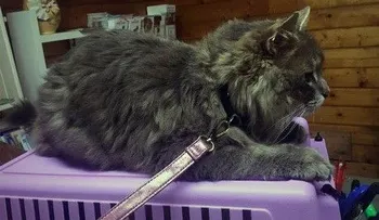  ¿Cómo pudo este gato sueco parar en el sur de Francia?