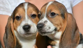 Estos son los primeros cachorros del mundo nacidos por fecundación in vitro