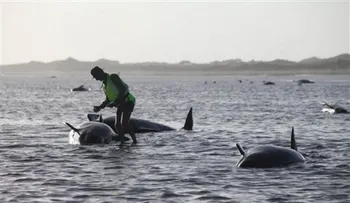 140 ballenas mueren varadas en una playa de Nueva Zelanda
