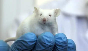  Nueva técnica genética revierte enfermedades en ratones sin dañar ADN 