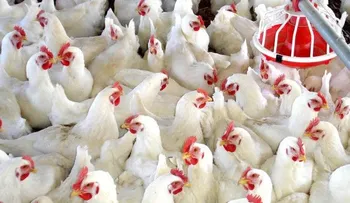 Garantizan a la población que puede consumir pollo